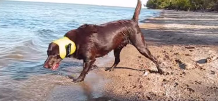 Ear Plugs for Dogs Swimming